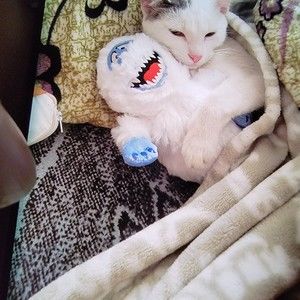 Meet your Posher, Sonia